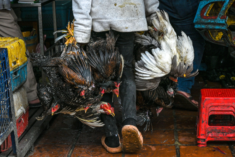 A worker carries chickens at a market in Phnom Penh on Feb. 24, 2023. - The father of an 11-year-old Cambodian girl who died earlier in the week from bird flu tested positive for the virus, health officials said.