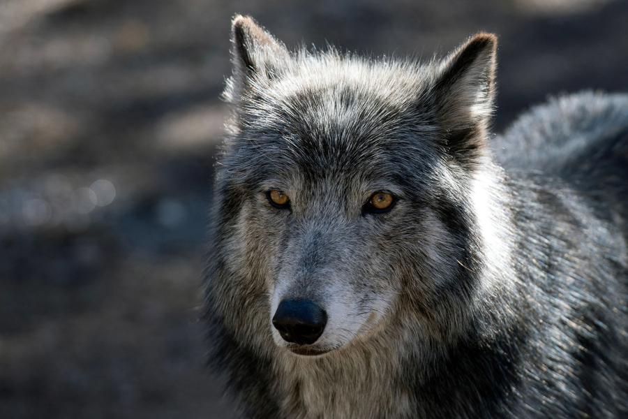 A wolf stands inside its enclosure at the Colorado Wolf and Wildlife Center in Divide, Colo., March 28.