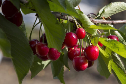 Cherries hang on a tree in 2015 at the Lyall Farms in Mattawa. This year's cherry harvest will be late but good, the Washington State Fruit Commission is reporting.