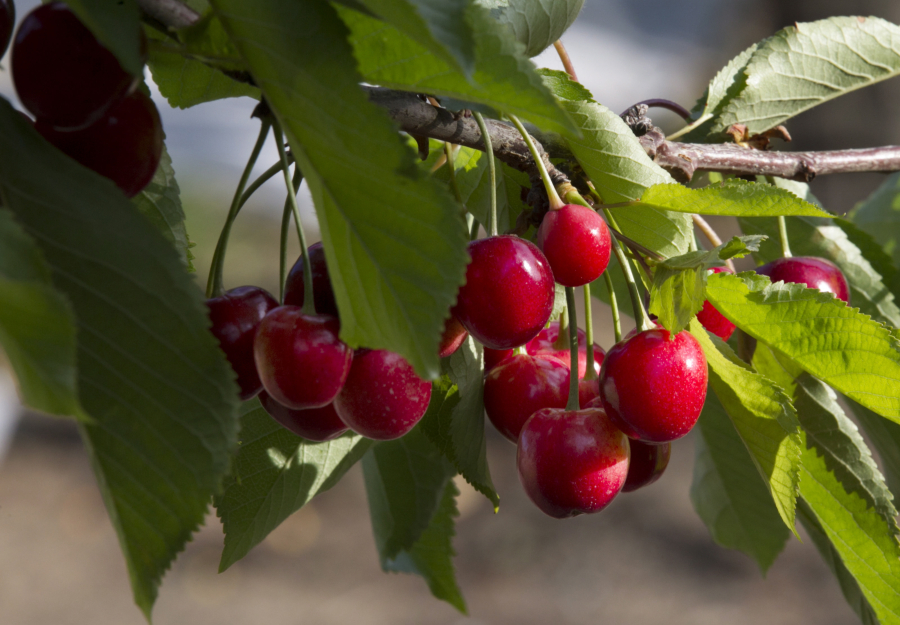 Cherries hang on a tree in 2015 at the Lyall Farms in Mattawa. This year's cherry harvest will be late but good, the Washington State Fruit Commission is reporting.