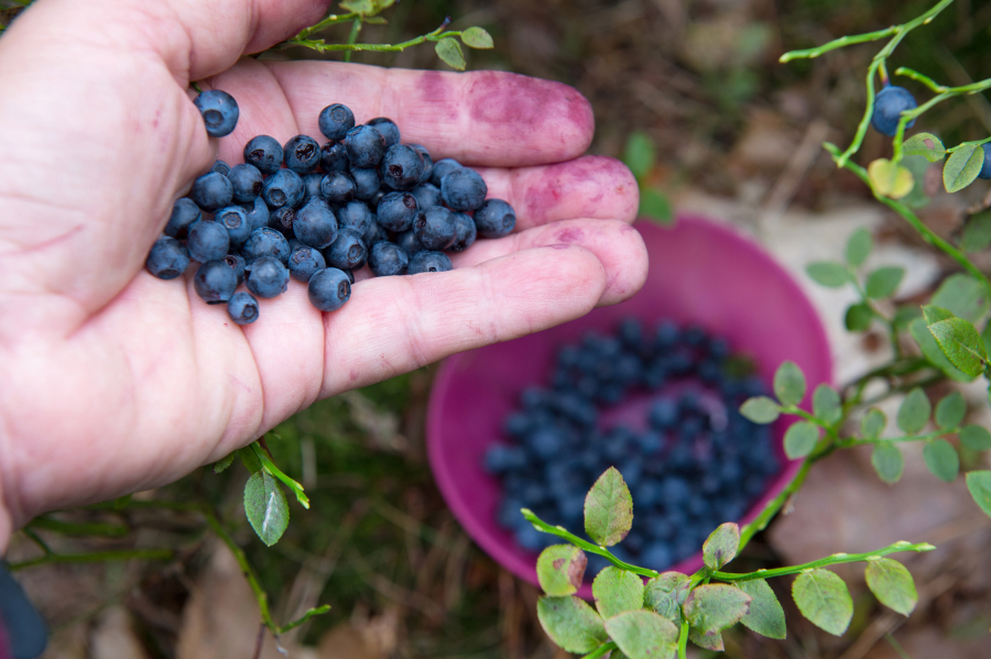 A Georgia blueberry grower is being sued by a group of migrant farmworkers.