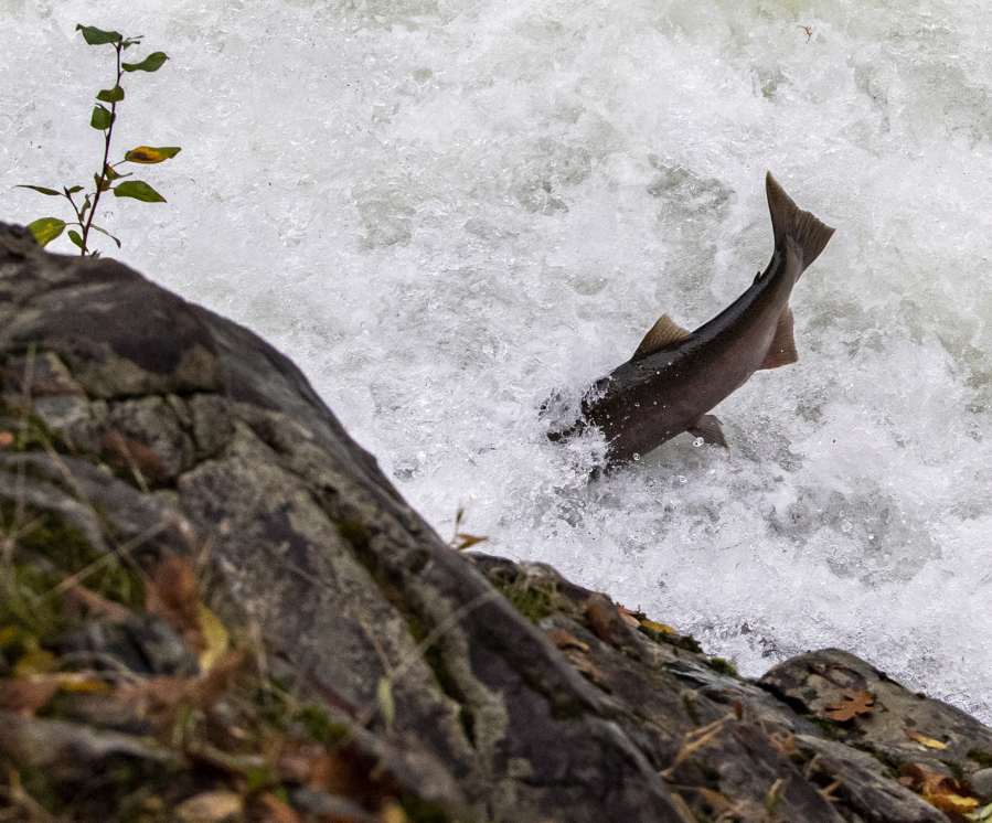 A coho salmon swims at Lucia Falls on Oct. 28, 2021, at Lucia Falls Regional Park in north Clark County.