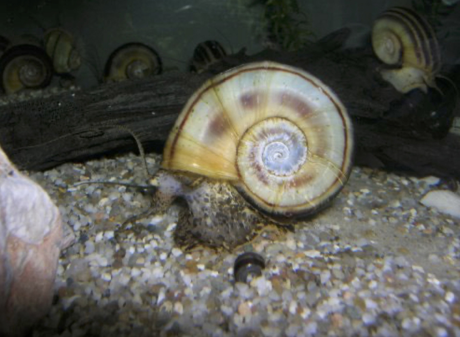 The magnificent ramshorn, a freshwater snail, has lost its habitat in North Carolina coastal ponds due to sea level rise. A proposal from the U.S. Fish and Wildlife Service would allow endangered species like the magnificent ramshorn to be moved to areas outside of their historic range to help them survive climate change. (U.S.