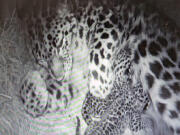 Cheyenne Mountain Zoo in Colorado Springs, Colo., welcomed a pair of Amur leopard cubs last week.