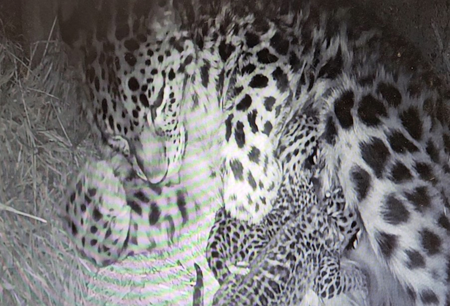 Cheyenne Mountain Zoo in Colorado Springs, Colo., welcomed a pair of Amur leopard cubs last week.