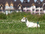White goat lies in a meadow against the backdrop of the city in the summer on a sunny day. The background is blurry.