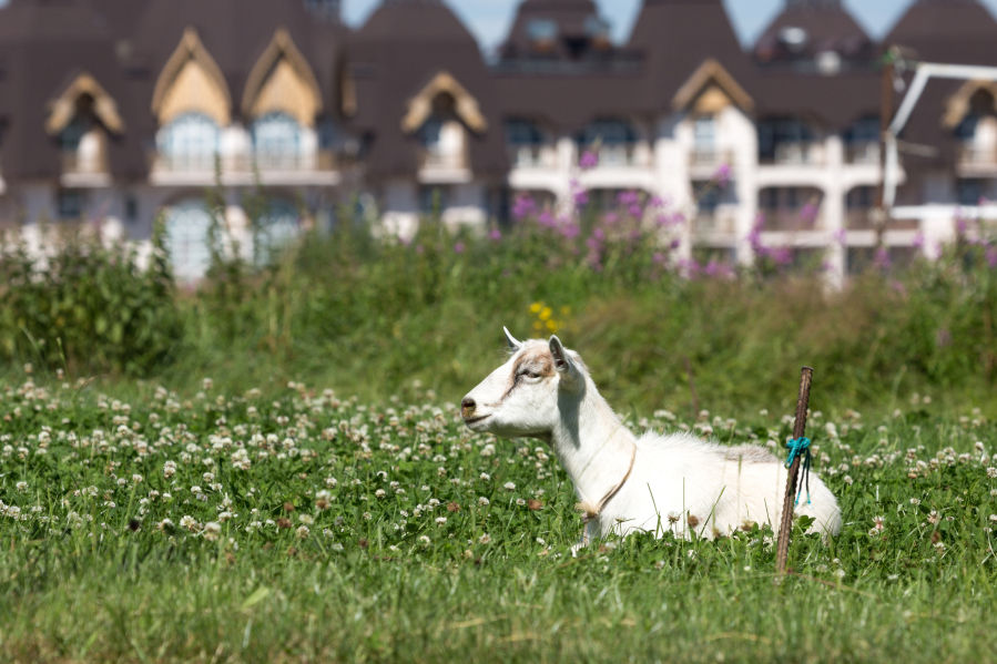White goat lies in a meadow against the backdrop of the city in the summer on a sunny day. The background is blurry.