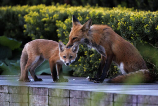 A family of foxes hangs out May 21 in Millennium Park in Chicago. As the animals work their way into Chicago's heart, wildlife experts say the furry family, yet another example of wildlife thriving in Chicago, also offers a lesson in city ecology. (Armando L. Sanchez/Chicago Tribune)