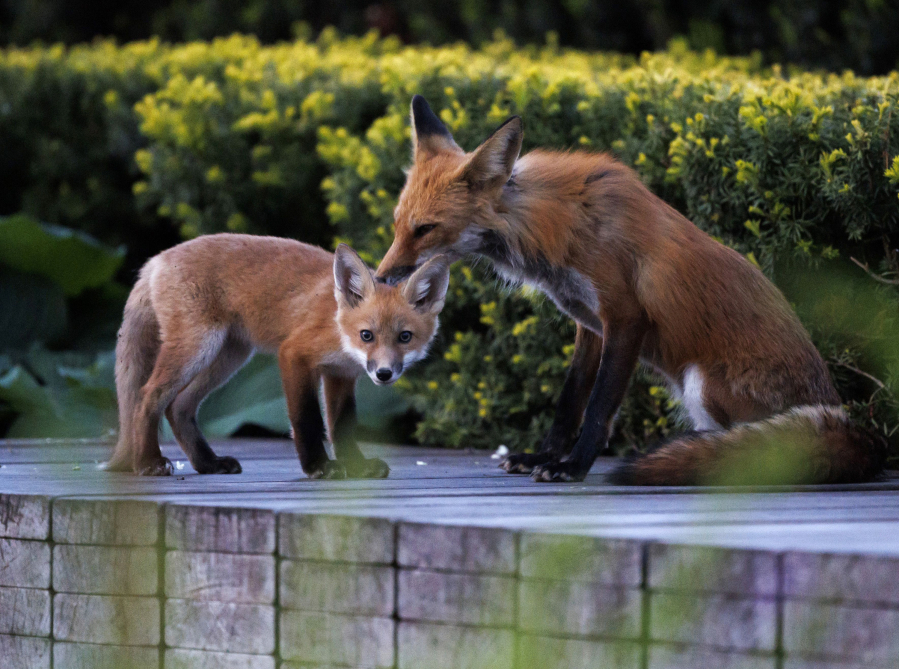 A family of foxes hangs out May 21 in Millennium Park in Chicago. As the animals work their way into Chicago's heart, wildlife experts say the furry family, yet another example of wildlife thriving in Chicago, also offers a lesson in city ecology. (Armando L.