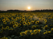 Sunflowers at sunset at the Green Barn Garden Center Sunflower Field in Isanti, Minnesota, on Monday, August 9, 2021.