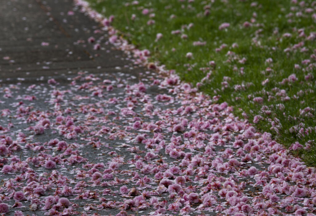 The sidewalk is covered in fallen blossoms from the Shirofugen cherry trees at Clark College in Vancouver.