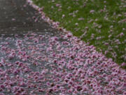 The sidewalk is covered in fallen blossoms from the Shirofugen cherry trees at Clark College in Vancouver.