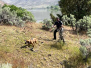 A K-9 and handler search for a missing Vancouver man who walked away from a campsite Friday night near Farewell Bend State Park in Baker County, Ore. The Baker County Sheriff's Office said Monday that investigators believe the man fell down an embankment and into the Snake River.