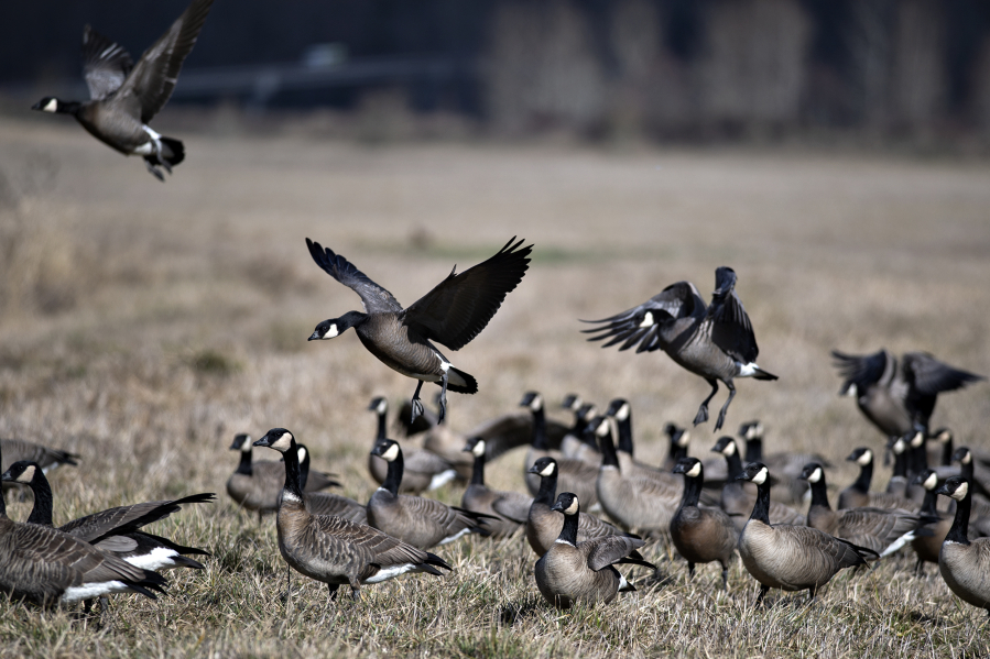 A flock of Canada geese prepare to take flight while enjoying during a recent morning at the Ridgefield National Wildlife Refuge. The refuge was established in 1965 to provide wintering habitat for the dusky subspecies of the Canada goose, which has suffered from limited habitat.