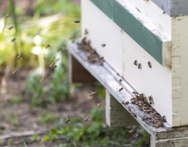 Bees buzz around their hive at the Taylor Family Farm in Vancouver.