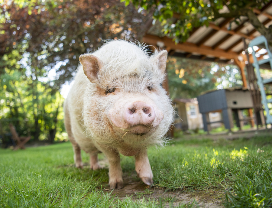 Puggles, a 10-year-old potbelly pig, walks around the Blatty family's backyard in Hazel Dell.