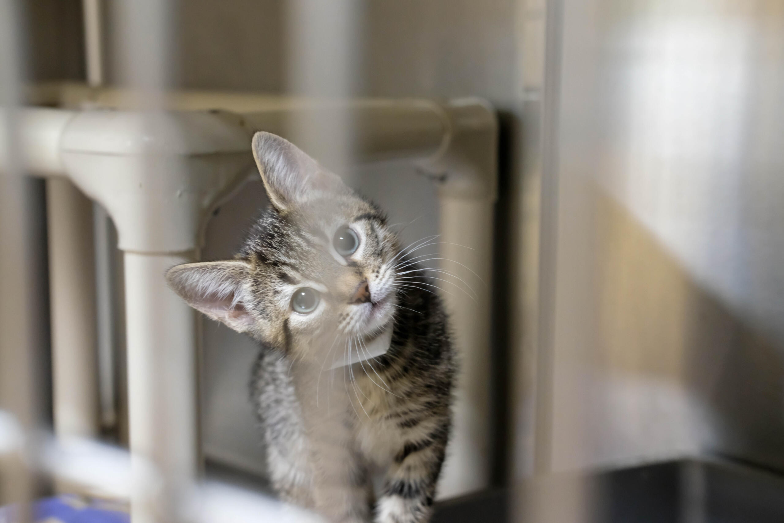 The Humane Society for Southwest Washington and other groups in Clark County help provide services for the pets of unhoused and low-income residents, including spay and neuter for cats.