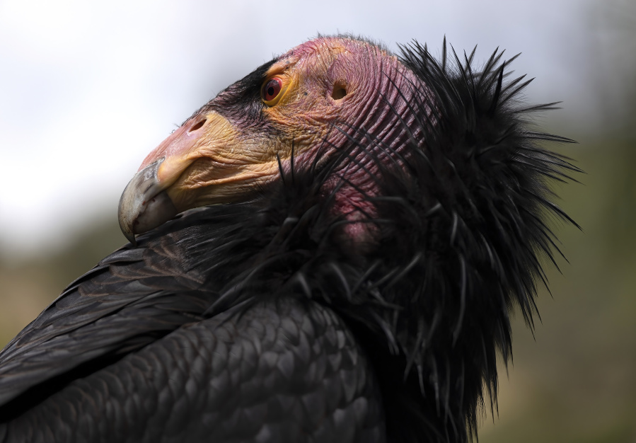 A California condor named Hope, a species ambassador, sits in the sun herself at the Los Angeles Zoo, Tuesday, May 2, 2023. California condors are trapped in a cycle of life and death. The latest breeding efforts to boost the population of North America's largest land bird an endangered species where there are only several hundred in the wild come as the avian flu has already killed 20 birds this year.