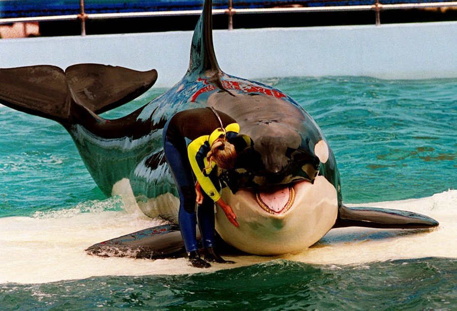 FILE - Trainer Marcia Hinton pets Lolita, a captive orca whale, during a performance at the Miami Seaquarium in Miami, March 9, 1995. Caregivers at a South Florida ocean park are taking steps to prepare Lolita, an orca whale held captive for more than a half-century, for a possible return to her home waters in Washington's Puget Sound. The park's owner and a nonprofit announced a plan in March 2023 to possibly move the 57-year-old orca to a natural sea pen.