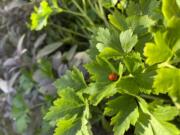 A ladybug on a parsley plant in Glen Head, N. Y., herb garden.