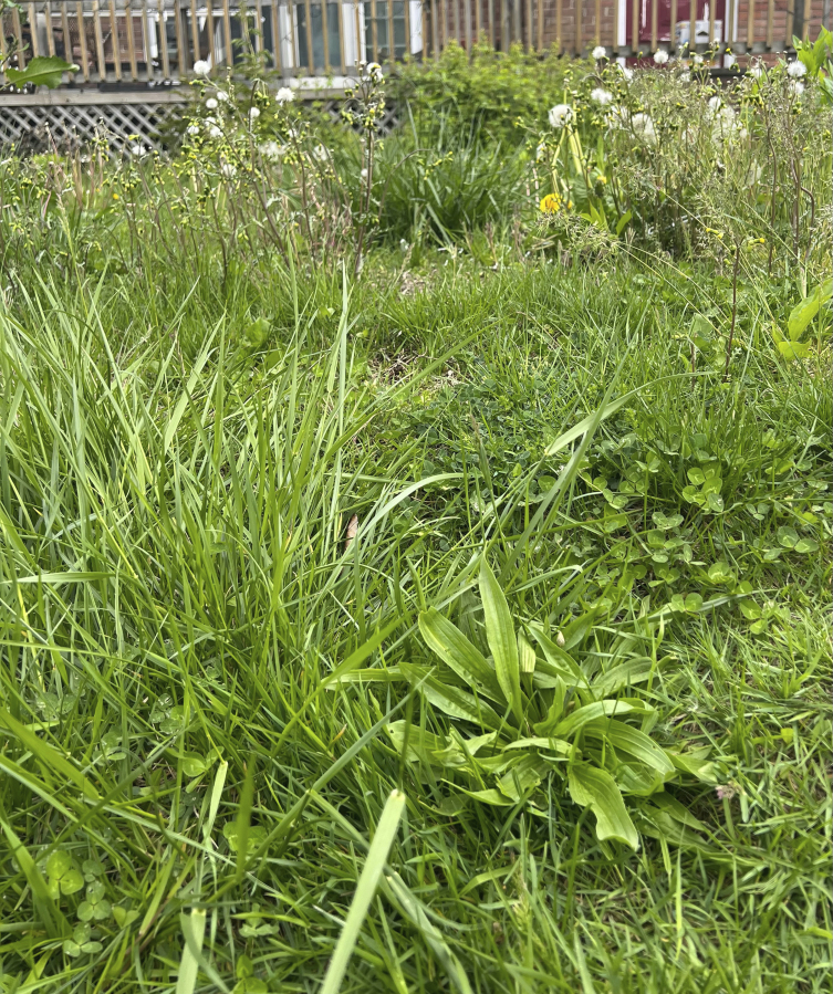 This May 3, 2023 image provided by Jessica Damiano shows tall grass and weeds growing in an unmowed lawn in Glen Head, NY.