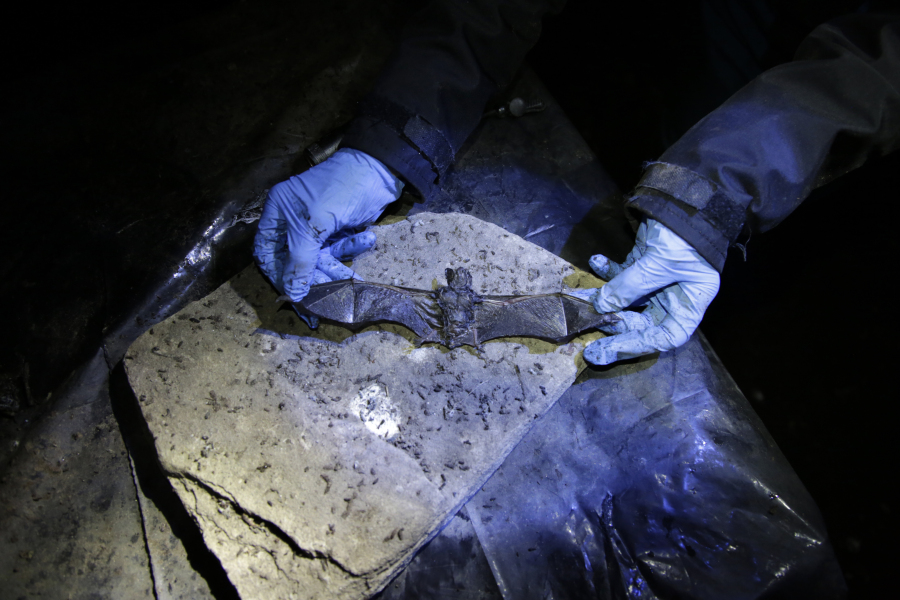 Alyssa Bennett, a biologist for the Vermont Department of Fish and Wildlife, inspects a dead bat in a cave in Dorset, Vt., on May 2.