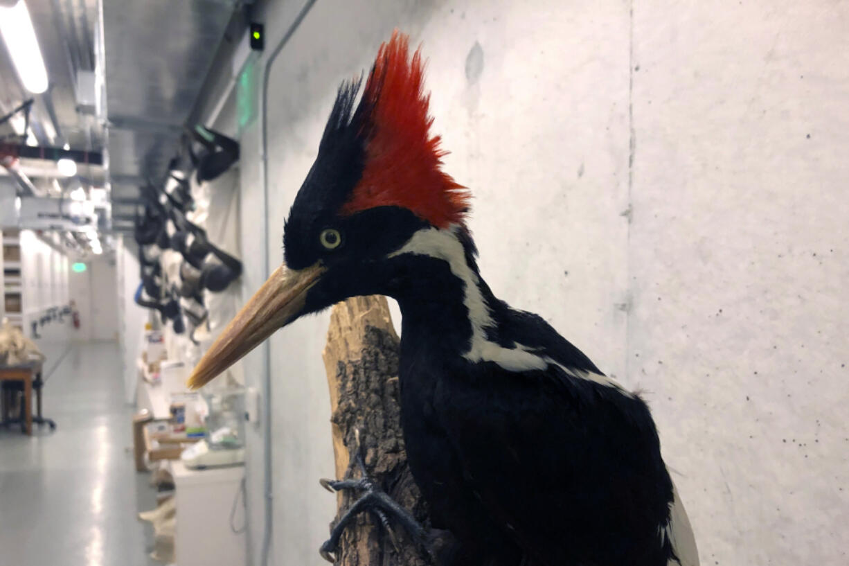 An ivory-billed woodpecker specimen is on a display at the California Academy of Sciences in San Francisco.