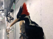 An ivory-billed woodpecker specimen is on a display at the California Academy of Sciences in San Francisco.