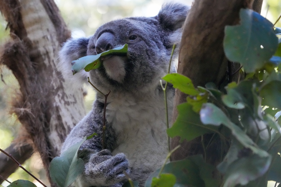 A koala eats gum leaves May 5 at a koala park in Sydney, Australia. Australian scientists have begun vaccinating wild koalas against chlamydia in a pioneering field trial in New South Wales.