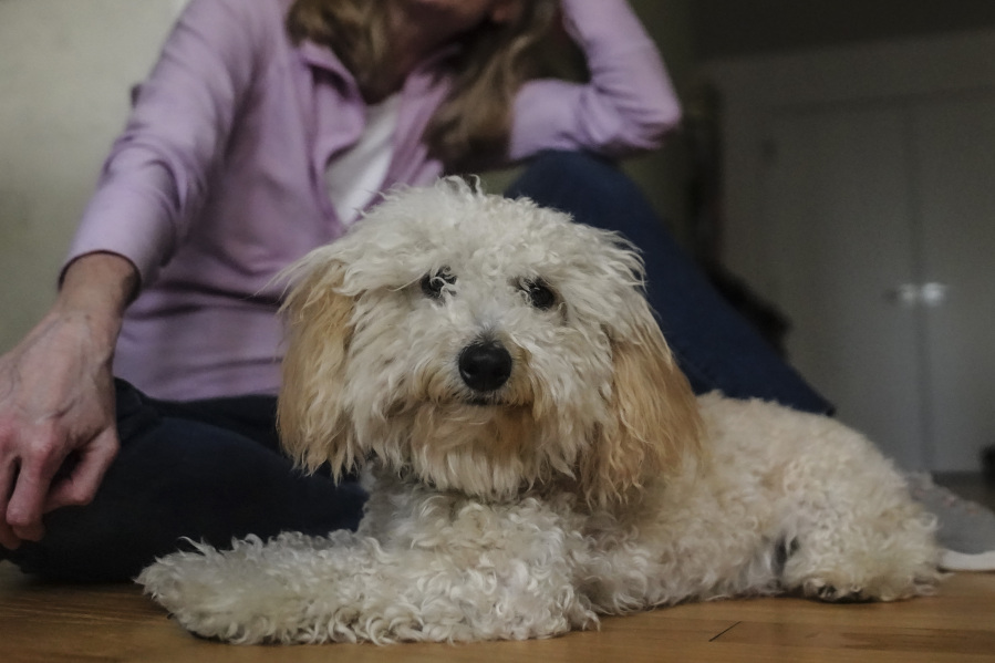An 8-month-old toy poodle named Bondi sits next to his "best friend" Colleen Briggs at home before a walk to the park April 6 in New York.