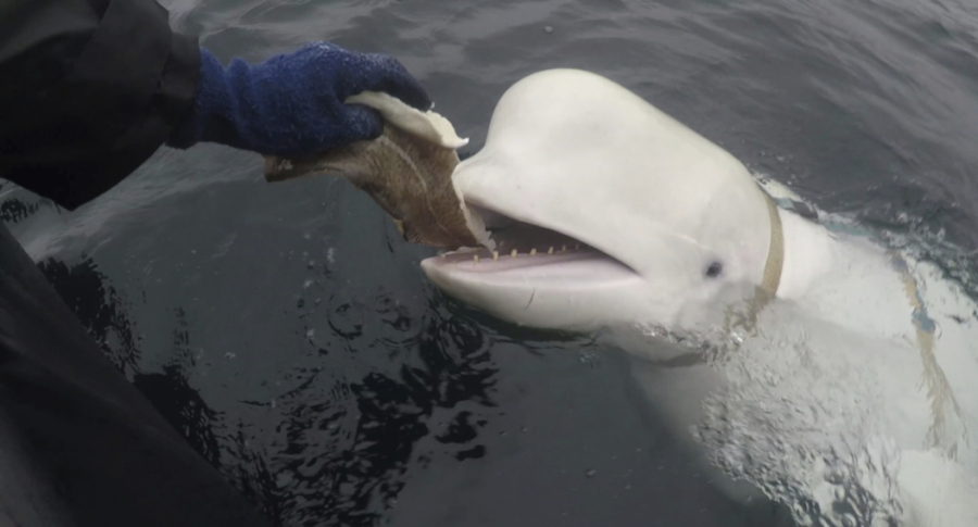 In this photo taken in April 2019 a beluga whale found in Arctic Norway is feeded. Norwegian authorities say that a beluga whale first spotted in Arctic Norway in 2019 with an apparent Russian-made harness and alleged to have come from a Russian military facility has been spotted off Sweden's west coast.