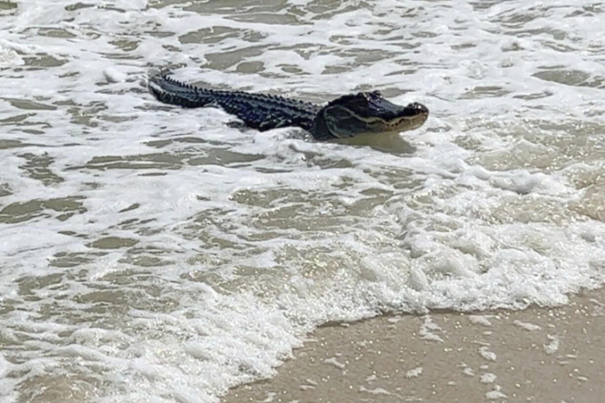 An alligator swims up to the beach on Dauphin Island, near Mobile, Ala., on May 7.