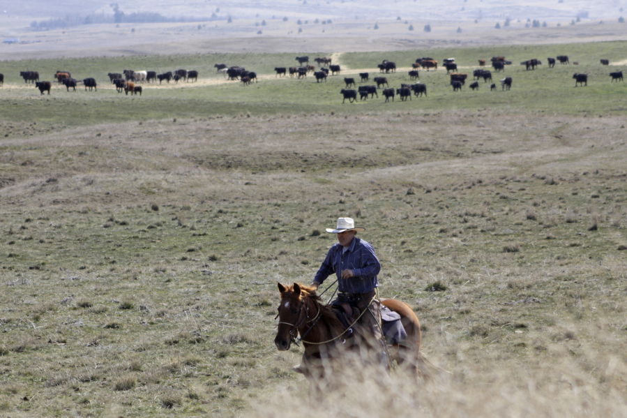FILE - Cattle rancher Joe Whitesell rides his horse in a field near Dufur, Ore., as he helps a friend herd cattle on March 20, 2020. Oregon's reputation for political harmony is being tested as a Republican walkout in the state Senate continues for a third week. The boycott could derail hundreds of bills and approval of a biennial state budget, as Republicans and Democrats refuse to budge on their conflicting positions over issues including abortion rights, transgender health and guns.
