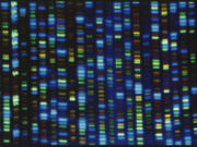 FILE - This undated image made available by the National Human Genome Research Institute shows the output from a DNA sequencer. The much-heralded Human Genome Project was a huge milestone for science, but most of that genetic blueprint came from one man from Buffalo, N.Y. On Wednesday, May 10, 2023, scientists announced they have sequenced the genomes of 47 people from around the world, allowing scientists to be able to look at what's normal and what's not across people and learn more about what genes do and what diseases genetic problems may cause.