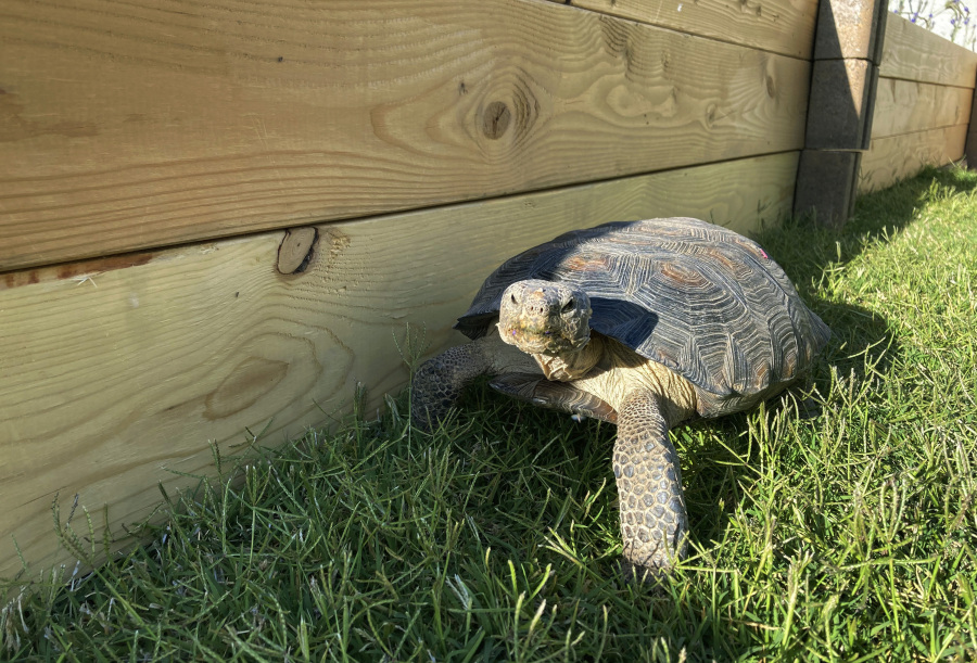 Dotty the desert tortoise explores her enclosure in Scottsdale, Ariz., on May 3, 2023. The surprising warmth of these ancient cold-blooded creatures has made them popular pets for families with pet dander allergies and for retirees.