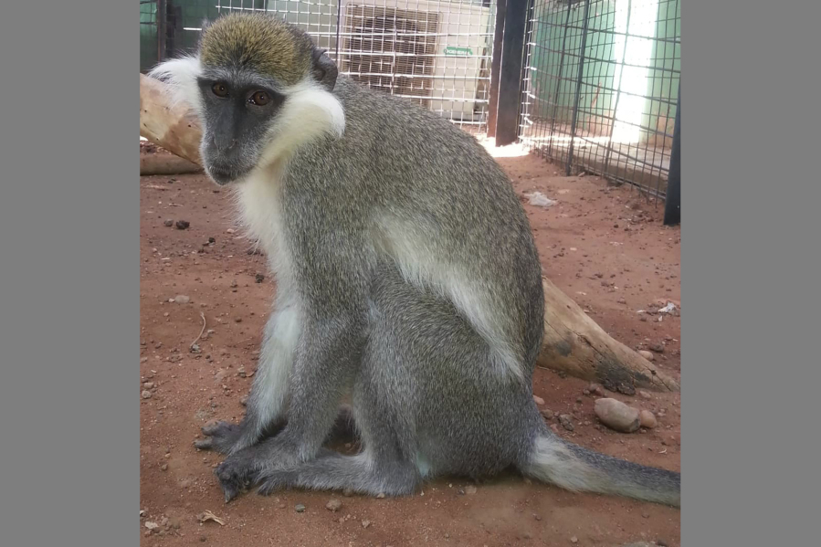 In this undated photo by Sara Abdalla, director of the zoological park at the University of Khartoum, a vervet monkey is pictured inside its enclosure in Khartoum, Sudan. The animal is one of dozens feared dead inside the park in Sudan's capital after intense fighting made the location unreachable.