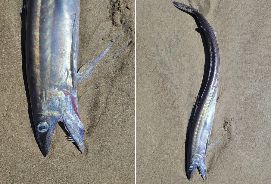 This combination of provided photos shows a lancetfish that washed ashore April 28 in Lincoln City, Ore.