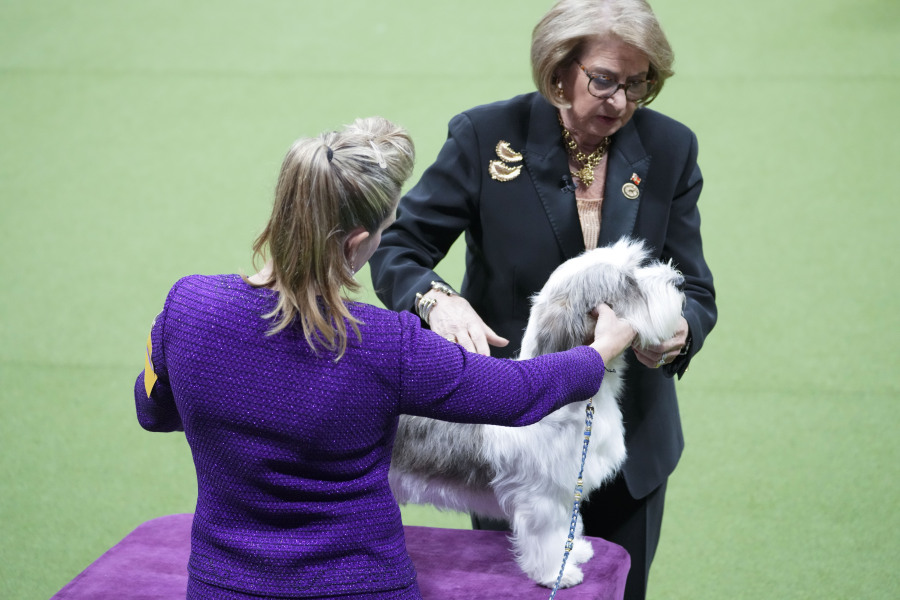 Buddy Holly, a Petit basset griffon vendeen, competes in the best in show competition during the 147th Westminster Kennel Club Dog show, Tuesday, May 9, 2023, at the USTA Billie Jean King National Tennis Center in New York. Buddy Holly won best in show.