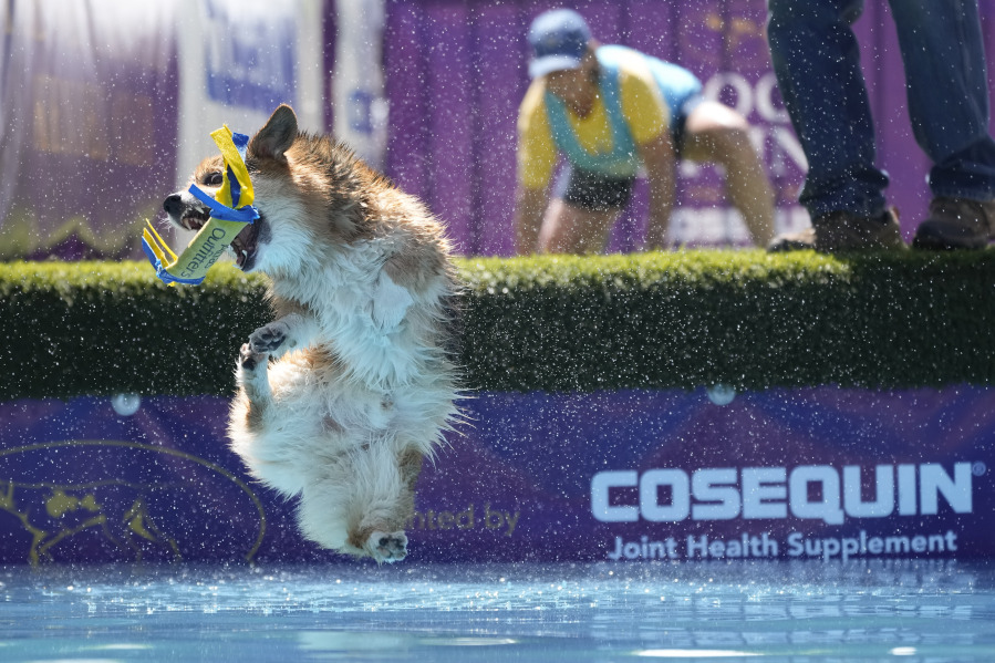 Bradie, a corgi, competes in the dock-dive competition during the 147th Westminster Kennel Club dog show Saturday at the USTA Billie Jean King National Tennis Center in New York. Saturday was Canine Celebration Day at the show; breed judging will be held Monday and Tuesday.