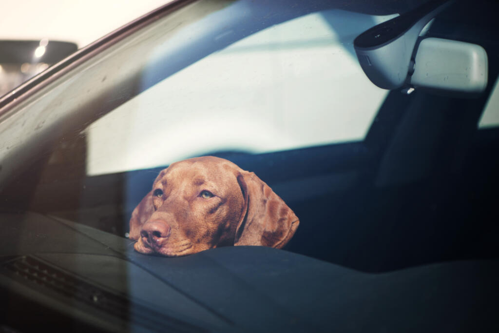 It's illegal to leave an animal alone in a hot car in Washington. But it's only legal for first responders to break into a car to rescue an animal in distress.