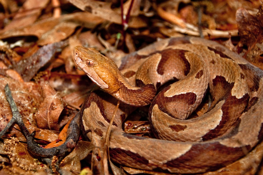 A coiled rattlesnake blends in with its environment.