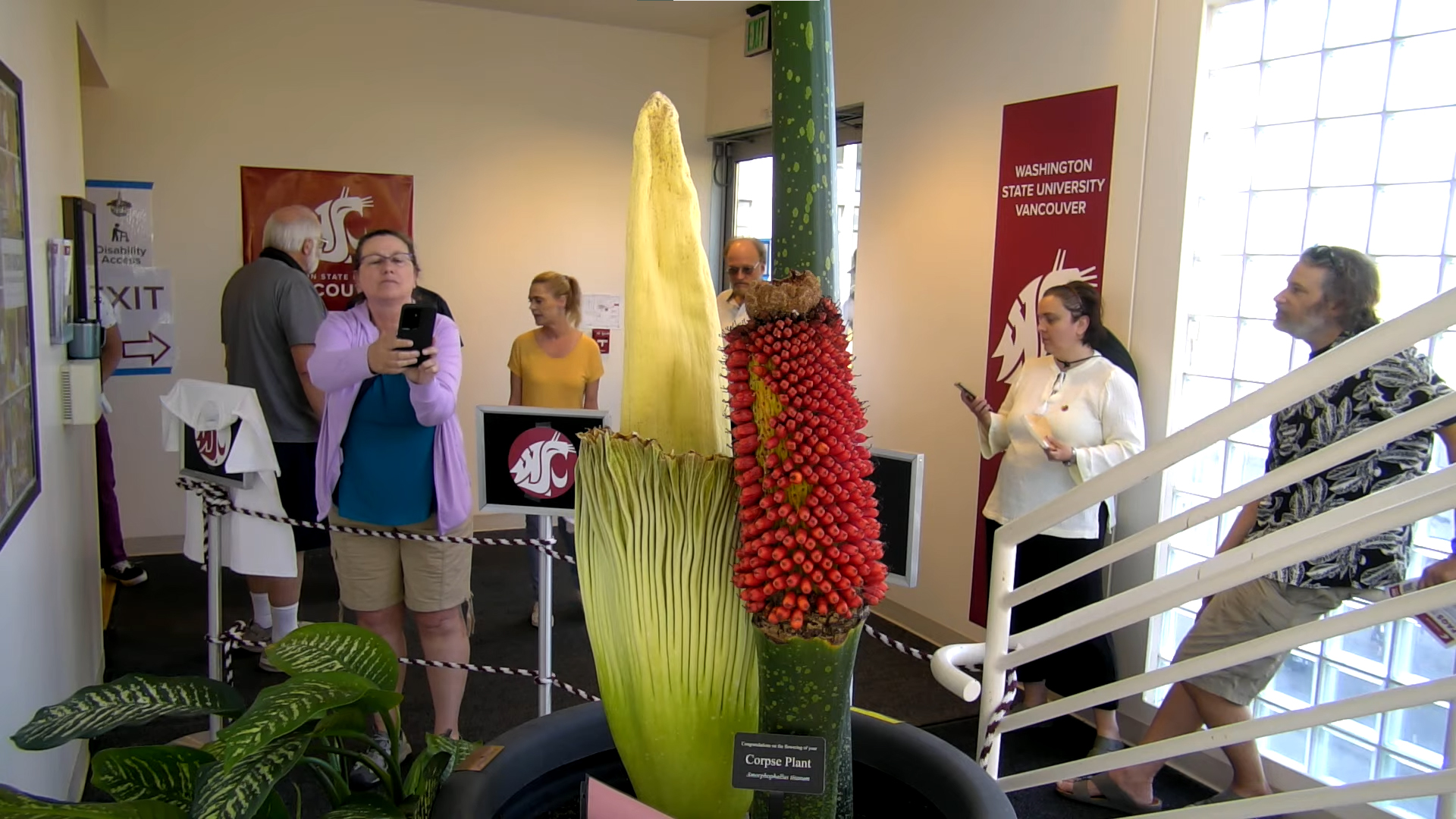 Washington State University Vancover’s rare corpse flower “Titan VanCoug” is now blooming and will be showcased on campus from 8 a.m. to 7 p.m. Friday.