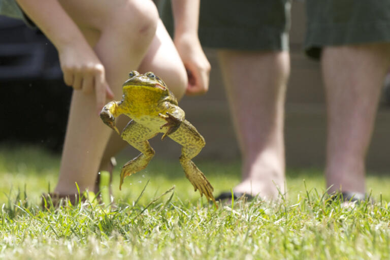Grace Martin's frog competes at the 46th Annual Frog Jump at Planters Days in Woodland, Saturday, June 15, 2013.