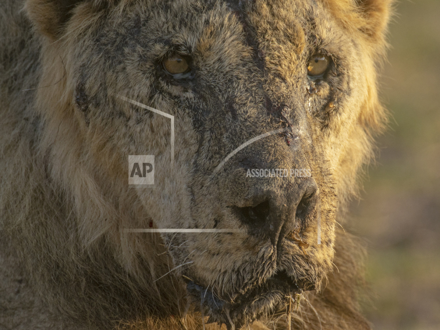 FILE - The male lion named "Loonkiito", one of Kenya's oldest wild lions who was killed by herders in May 2023, is seen in Amboseli National Park, in southern Kenya on Feb. 20, 2023. Recent lion killings highlight the growing human-wildlife conflict in parts of east Africa that conservationists say has been exacerbated by a yearslong drought. (Philip J.