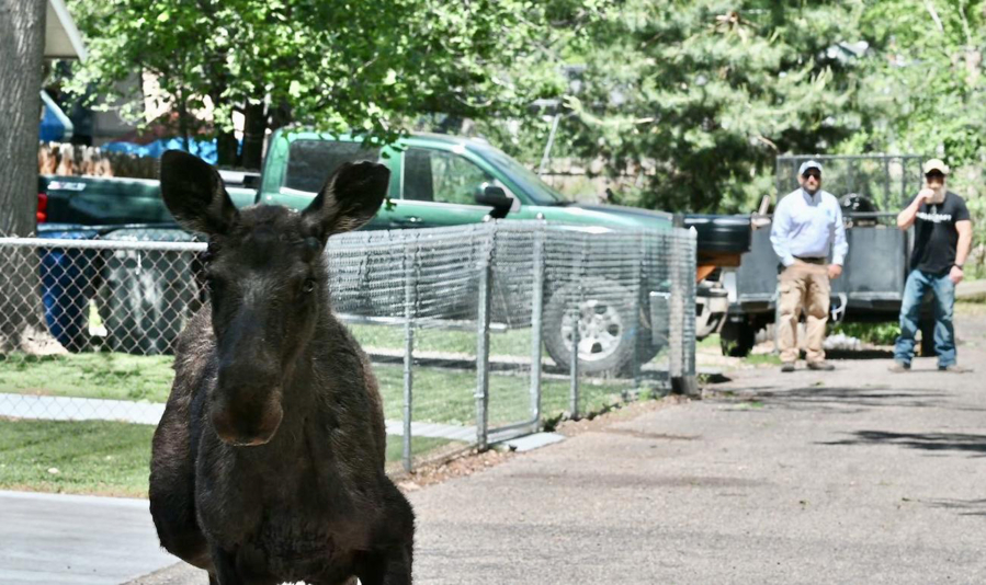 A moose strolled through parts of Boise's East End and North End neighborhoods May 22.