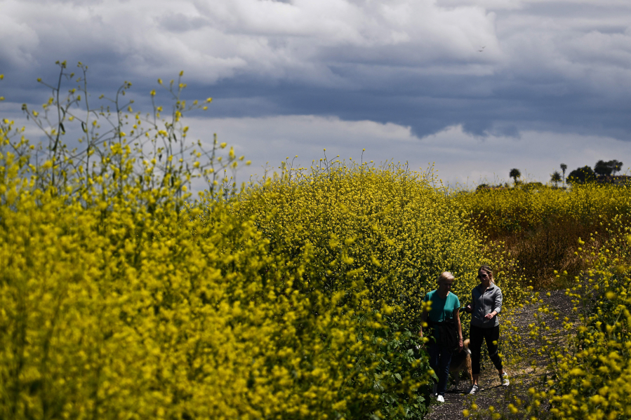 People hike through a bloom of yellow wildflowers on May 5 in Palos Verdes Estates, Calif. A bipartisan group in Congress would improve environmental literacy across the nation, under companion bills introduced in April dubbed the No Child Left Inside Act. (Patrick T.