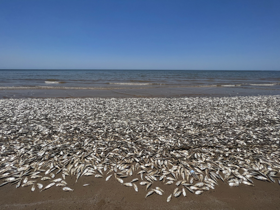 Thousands of dead fish washed up on the pedestrian beach in Quintana Beach County Park after low oxygen levels caused them to die.