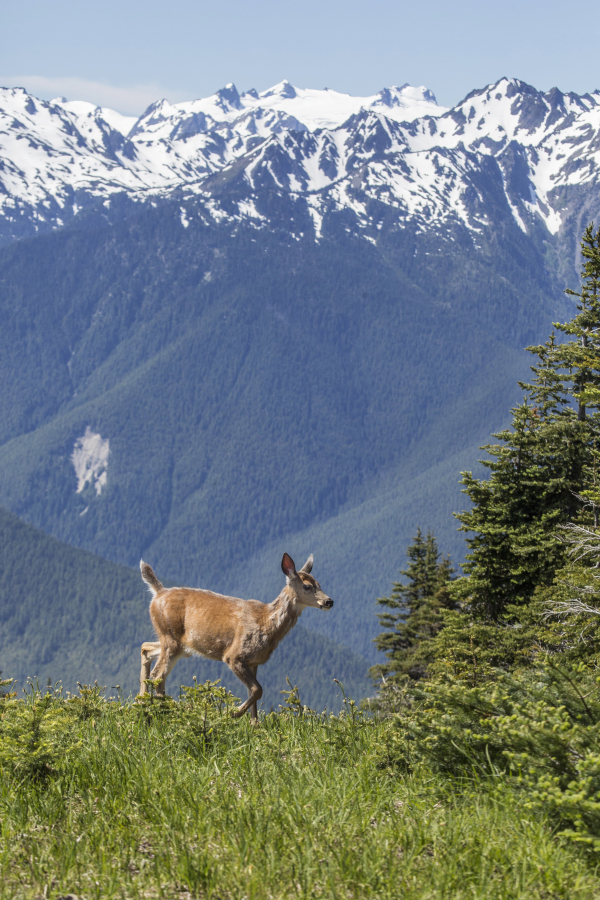 A deer runs across the grass at Hurricane Ridge on July 2, 2014 in Olympic National Park, Wash.  Olympic National Park is so vast almost a million acres of mountains, forest and ocean beaches _ that you can find drier sides and your own natural haven, rain or shine.  (AP Photo/The Seattle Times, Steve Ringman) OUTS: SEATTLE OUT, USA TODAY OUT, MAGAZINES OUT, TELEVISION OUT, SALES OUT. MANDATORY CREDIT TO:  STEVE RINGMAN / THE SEATTLE TIMES.