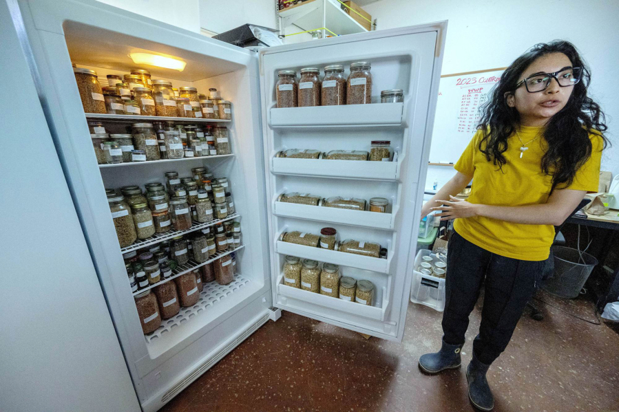 Corina Godoy, lead production assistant, shows the more than 120 different species of local plant seeds stored in one refrigerator at Mojave Desert Land Trust???s seed bank in Joshua Tree on Wednesday, Jun. 14, 2023. The nonprofit just received a $3.2 million state grant to expand the seed bank.