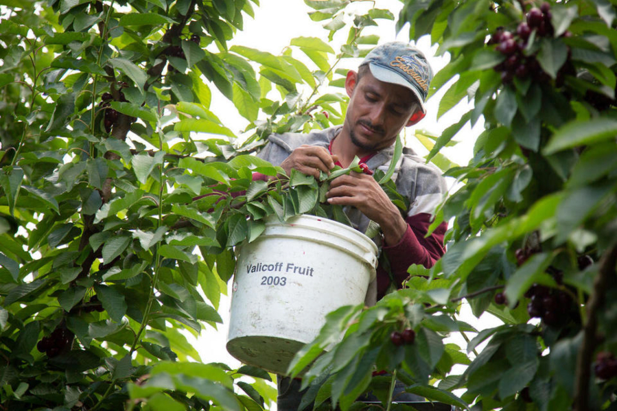 An H-2A migrant farmworker picks cherries for the Valicoff Fruit Co. in Wapato on June 26, 2019.